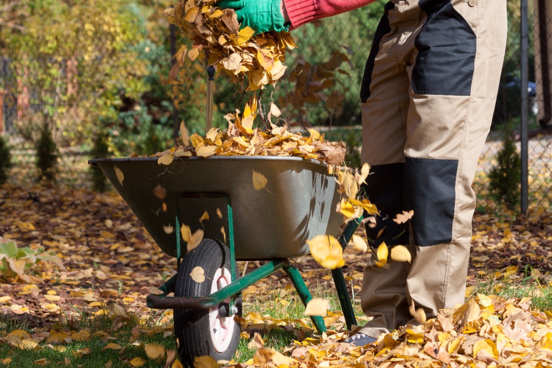 Worker fills wheelbarrow with autumn leaves during yard prep ahead of outdoor christmas light installation and holiday decor.